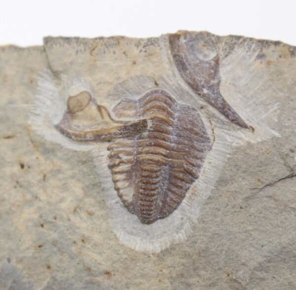 Pseudophillipsia artiensis (CHAPMAN) – Bild 3