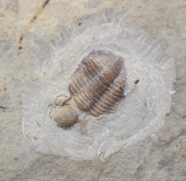 Pseudophillipsia artiensis (CHAPMAN) – Bild 4