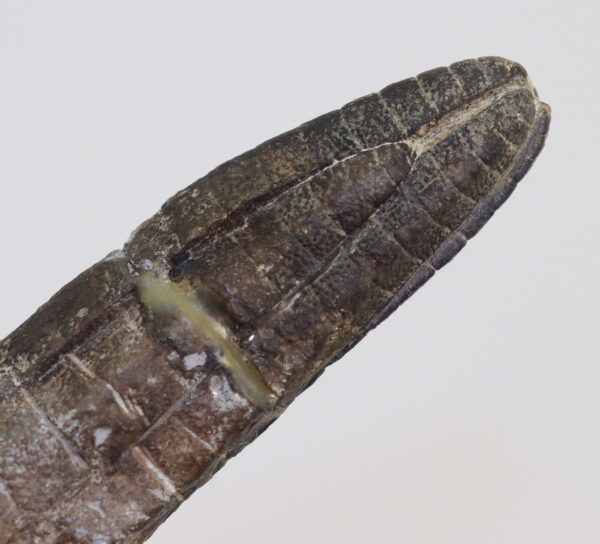 Cupressocrinites elongatus (GOLDFUSS) – Bild 4