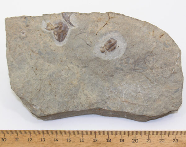 Pseudophillipsia artiensis (CHAPMAN) – Bild 5