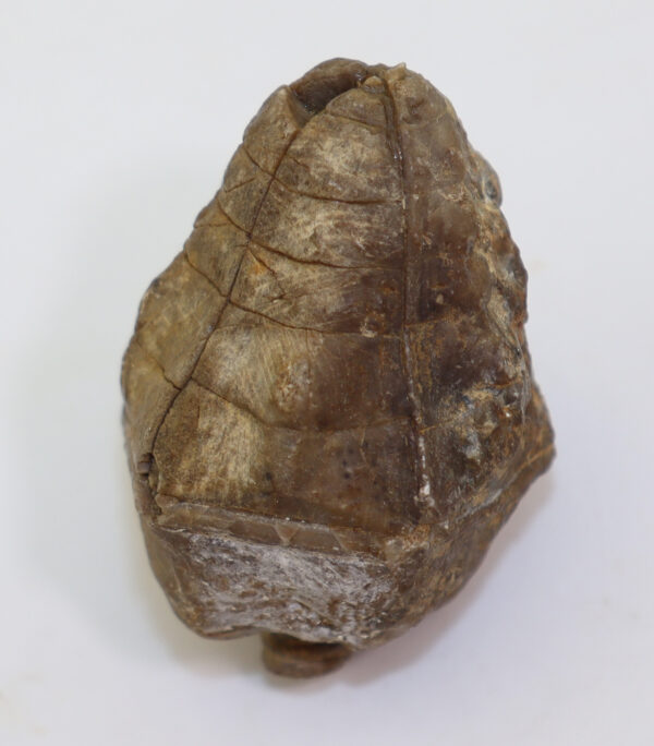 Halocrinites schlotheimi schlotheimi (GOLDFUSS)
