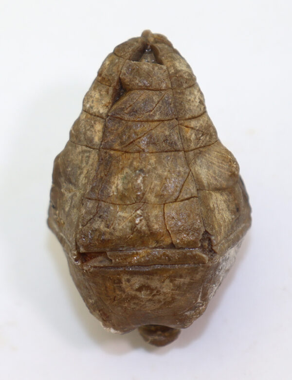 Halocrinites schlotheimi schlotheimi (GOLDFUSS) – Bild 3