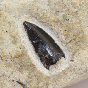 Tanycolagreus topwilsoni? (CARPENTER)