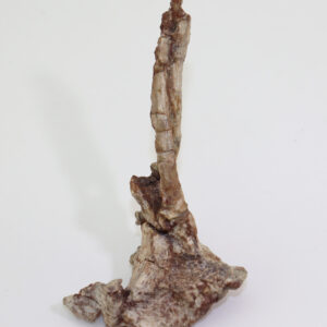 Tenontosaurus tilletti (OSTROM)