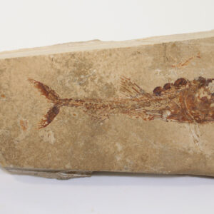 Eurypholis boissieri (PICET)