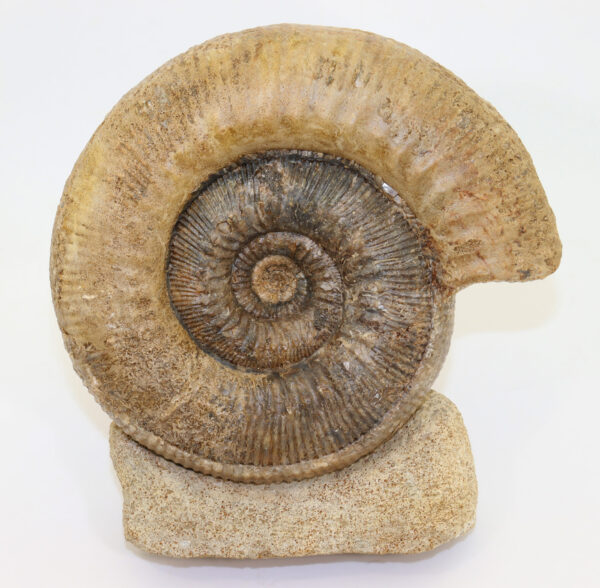 Stephanoceras sp.  (WAAGEN)