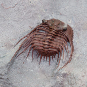 Kettneraspis sp.( Prantl et Přibyl) <br> Morocops granulpos (CHATTERTON)