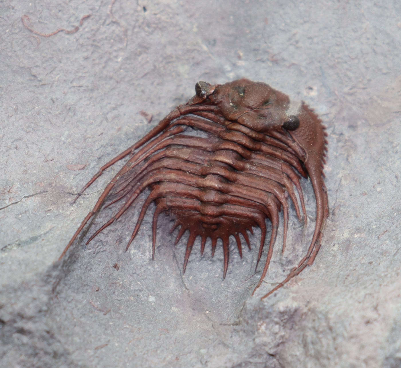 Kettneraspis sp.( Prantl et Přibyl) <br> Morocops granulpos (CHATTERTON)