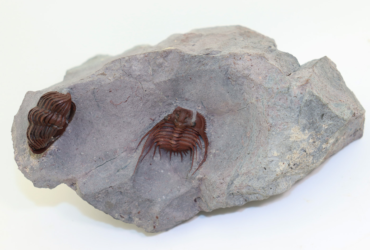 Kettneraspis sp.( Prantl et Přibyl) <br> Morocops granulpos (CHATTERTON) – Bild 2