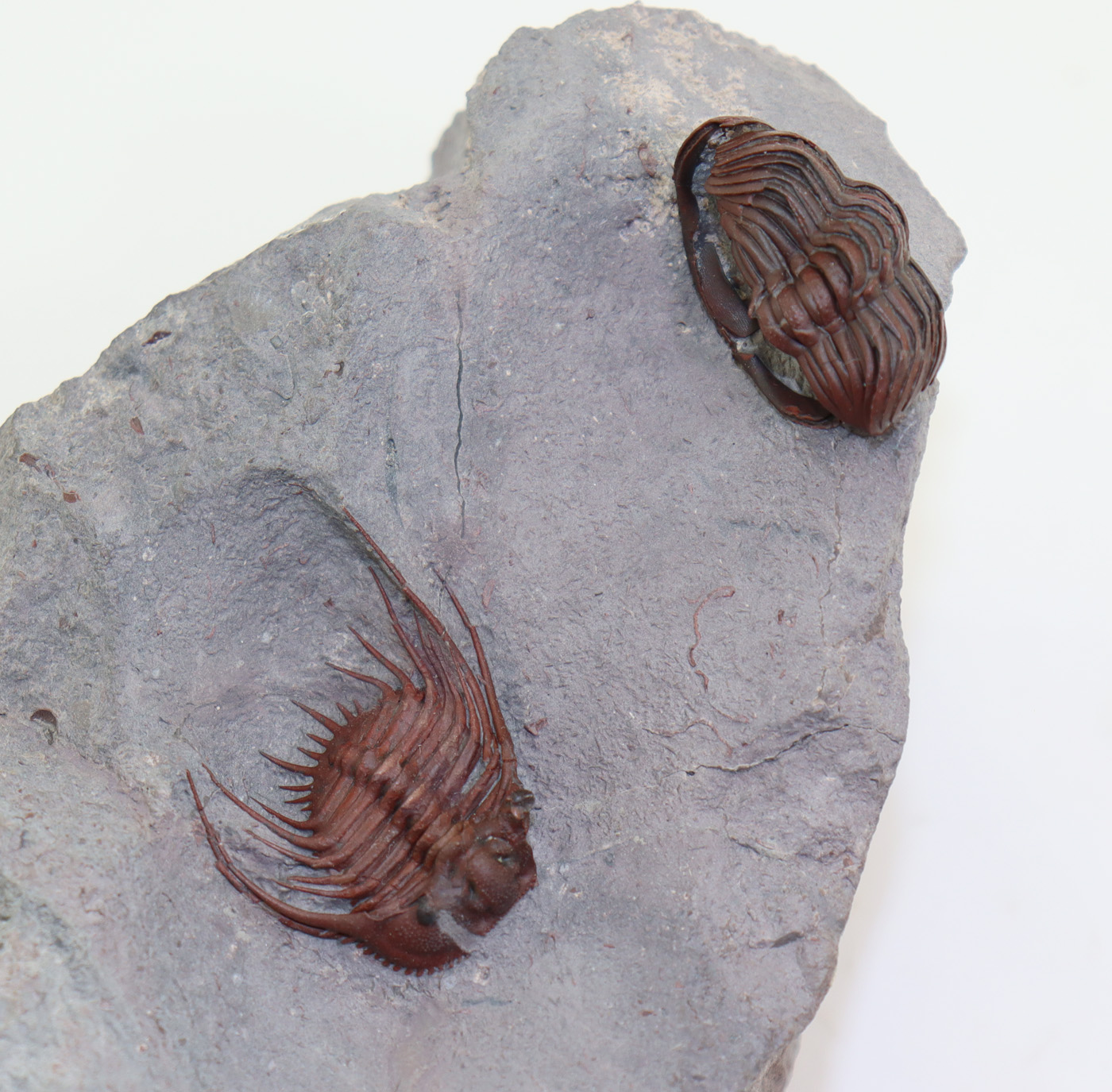 Kettneraspis sp.( Prantl et Přibyl) <br> Morocops granulpos (CHATTERTON) – Bild 3