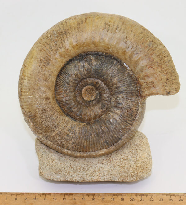Stephanoceras sp.  (WAAGEN) – Bild 5