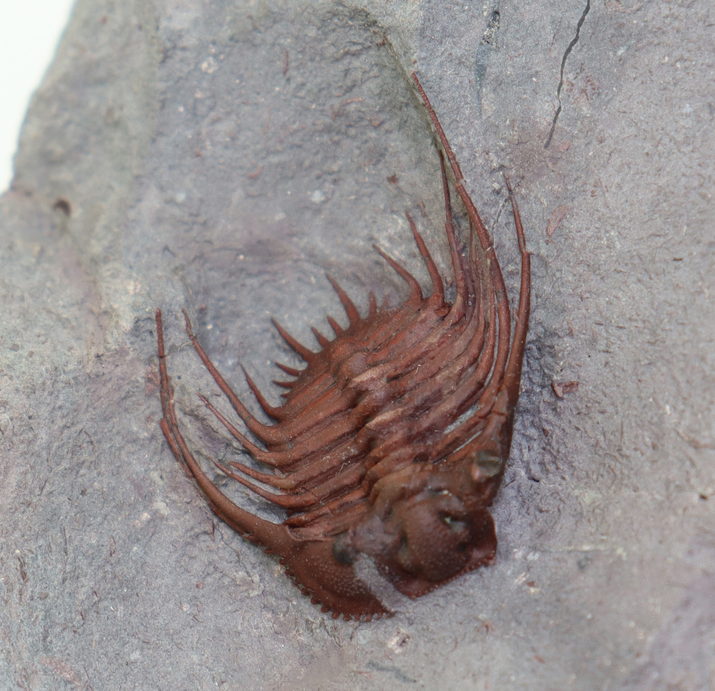 Kettneraspis sp.( Prantl et Přibyl) <br> Morocops granulpos (CHATTERTON) – Bild 6