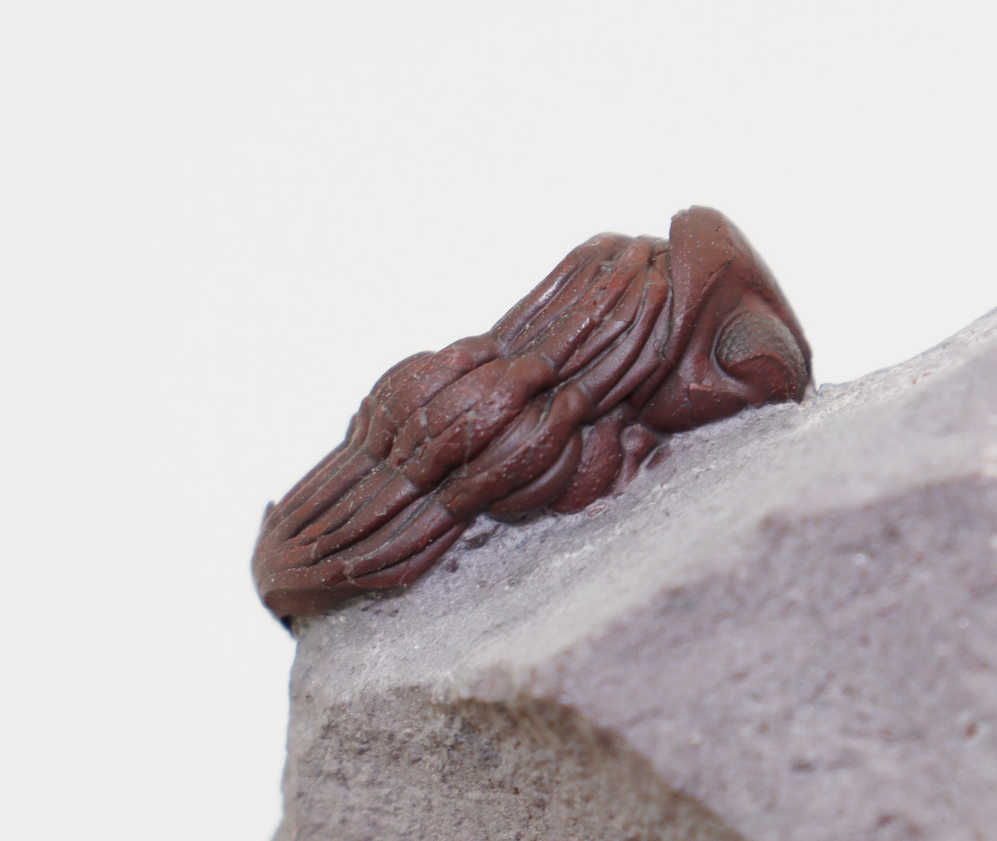 Kettneraspis sp.( Prantl et Přibyl) <br> Morocops granulpos (CHATTERTON) – Bild 7