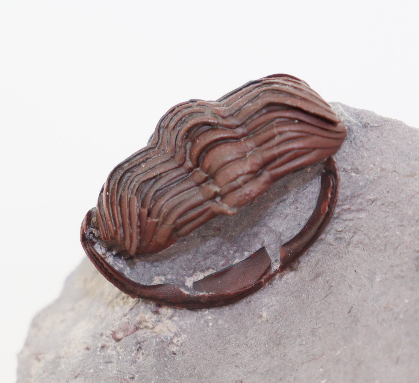 Kettneraspis sp.( Prantl et Přibyl) <br> Morocops granulpos (CHATTERTON) – Bild 8