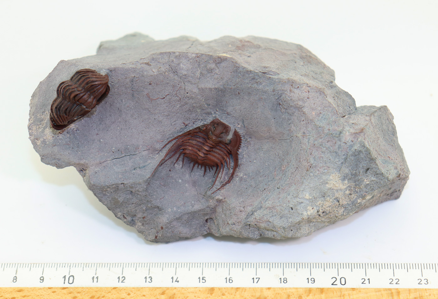 Kettneraspis sp.( Prantl et Přibyl) <br> Morocops granulpos (CHATTERTON) – Bild 9