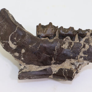 Plagiolophus annectens (OWEN)