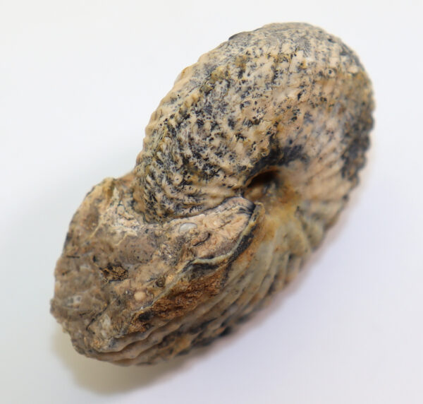 Pseudosirenites elegans  (MOJSISOVICS) – Bild 3