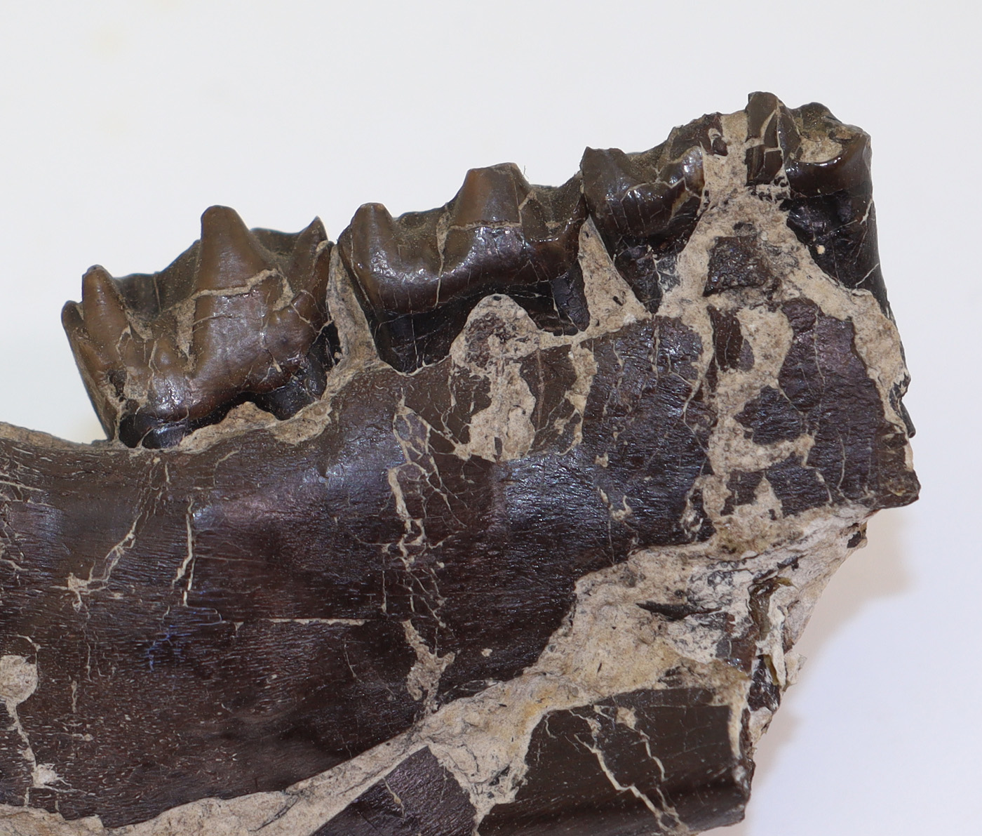 Plagiolophus annectens (OWEN) – Bild 3