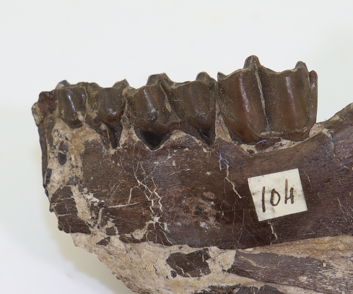 Plagiolophus annectens (OWEN) – Bild 4