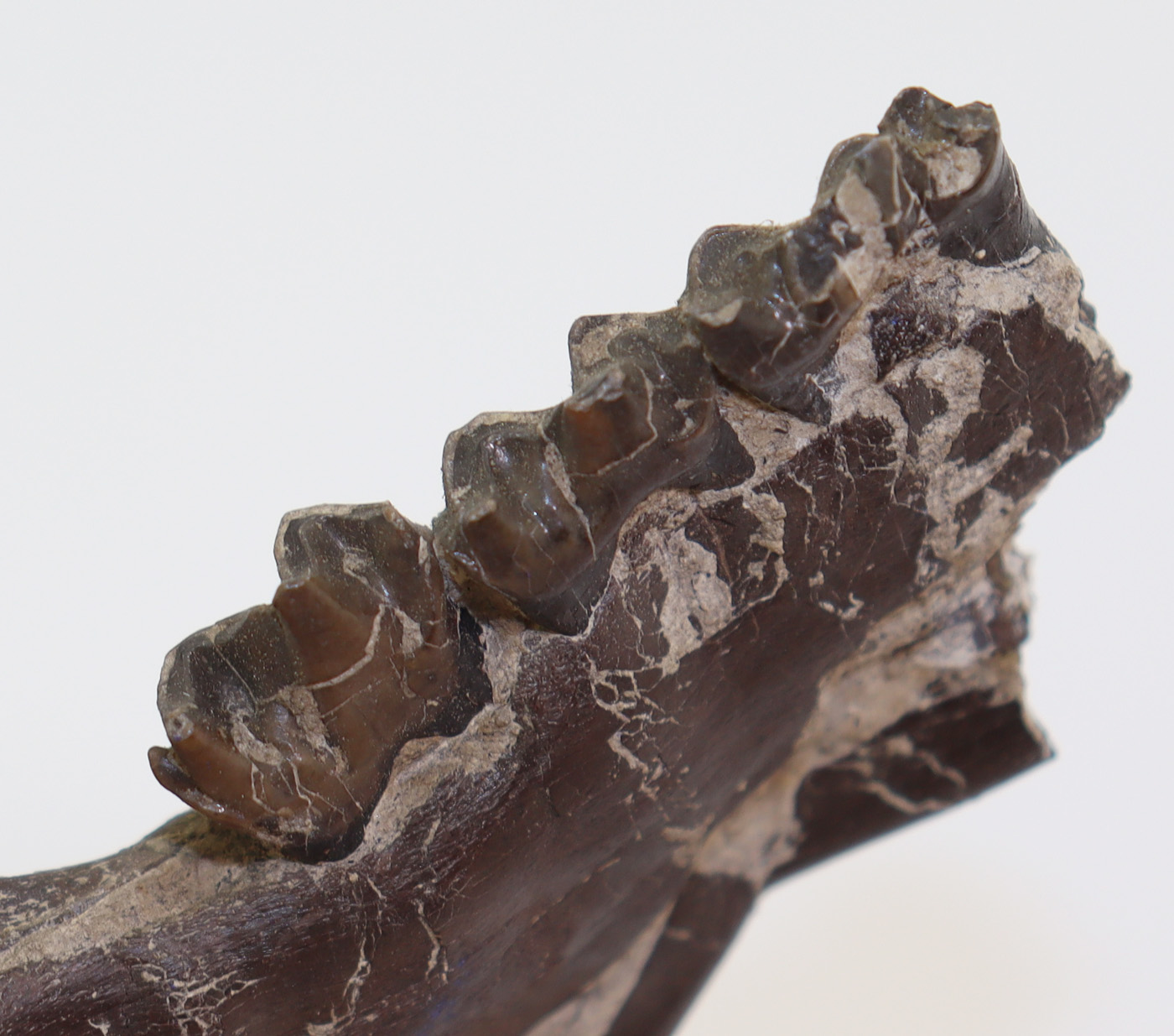 Plagiolophus annectens (OWEN) – Bild 5