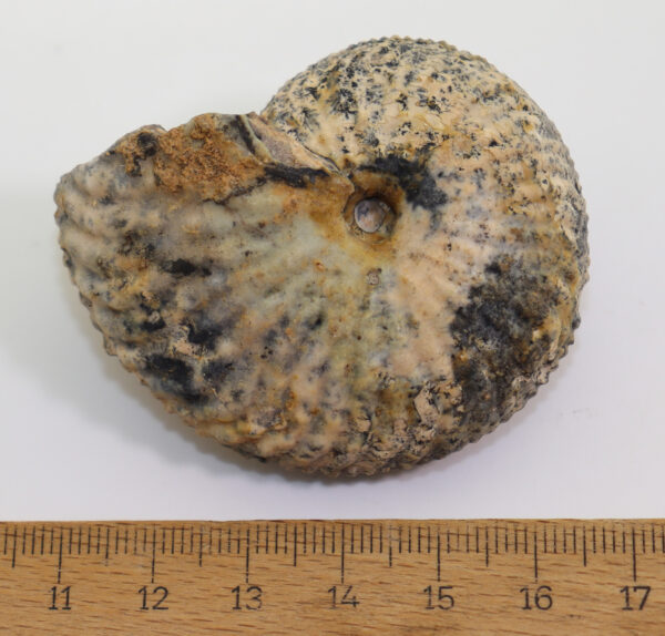 Pseudosirenites elegans  (MOJSISOVICS) – Bild 6