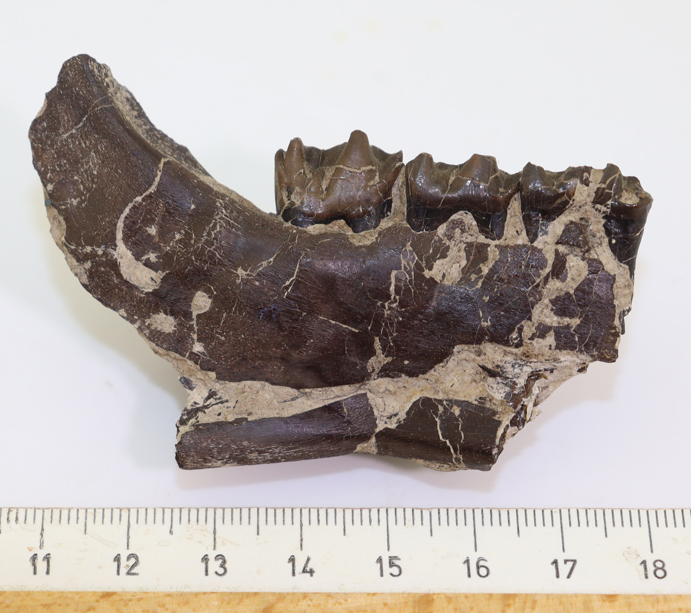 Plagiolophus annectens (OWEN) – Bild 6