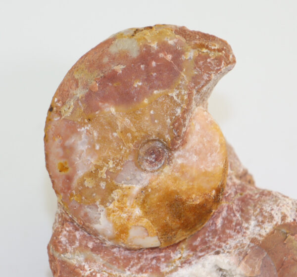 Flexoptychites flexuosus (MOJSISOVICS)