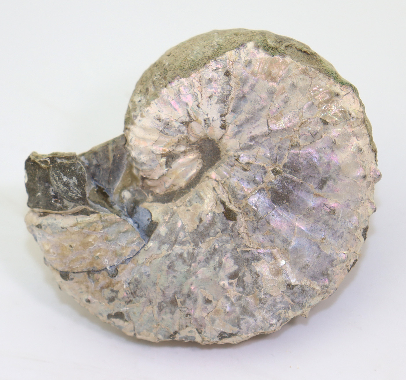 Discoscaphites nebrascensis (OWEN) – Bild 4