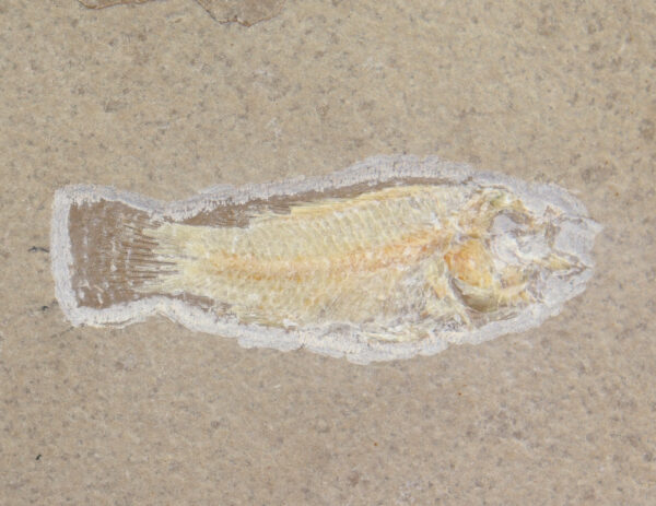 Paleochromis rousseleti (SAUVAGE) – Bild 4