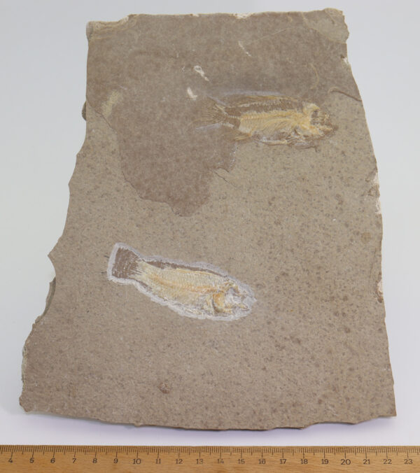 Paleochromis rousseleti (SAUVAGE) – Bild 5