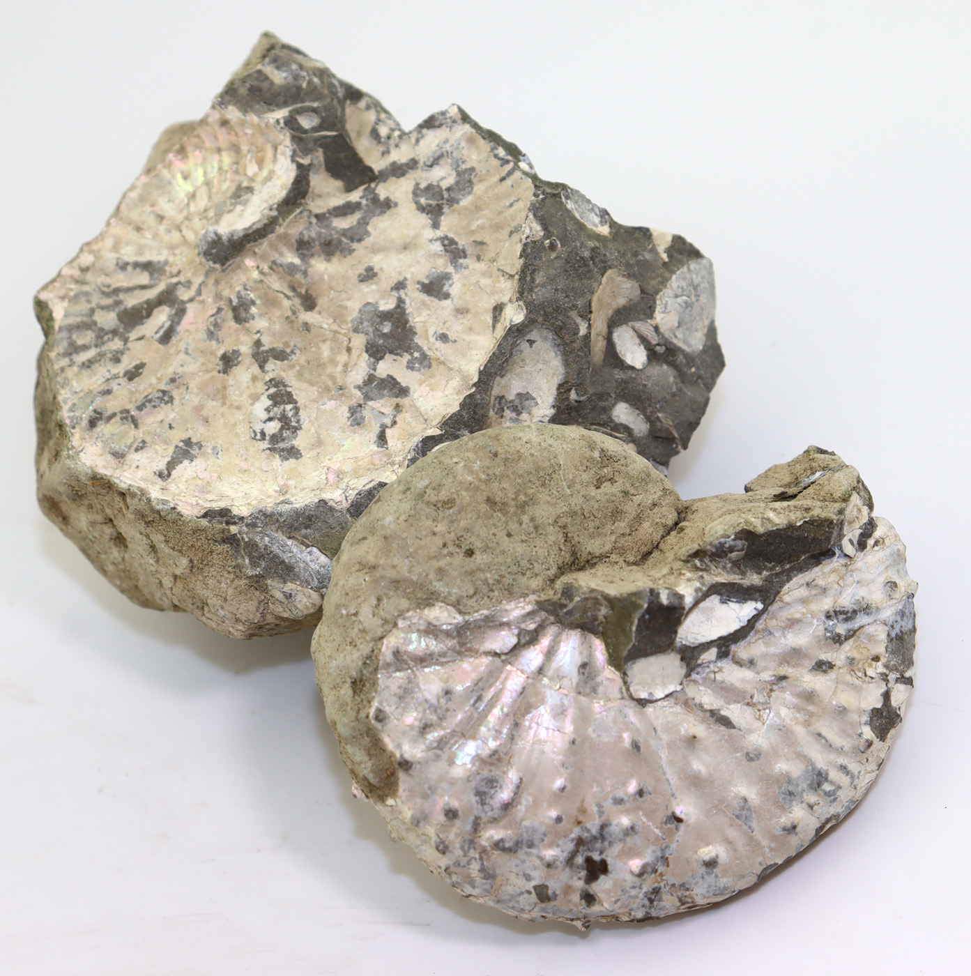 Discoscaphites nebrascensis (OWEN) – Bild 2