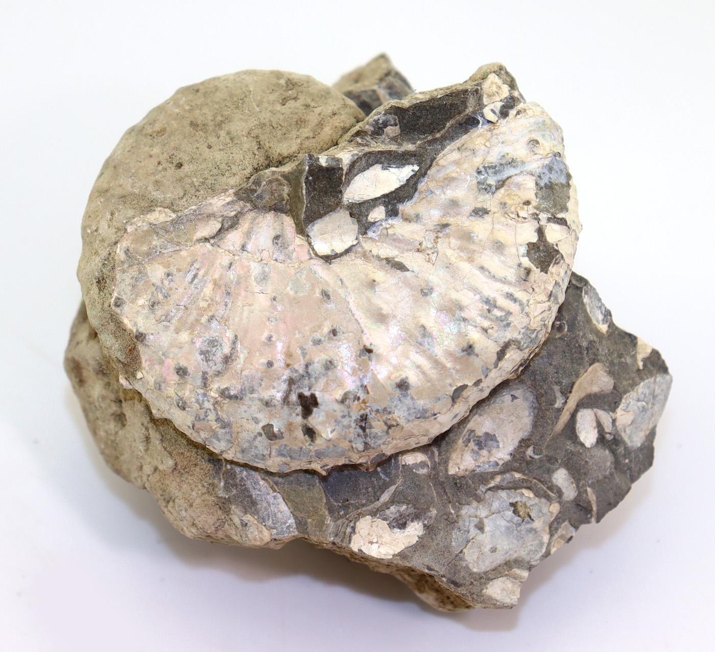 Discoscaphites nebrascensis (OWEN)