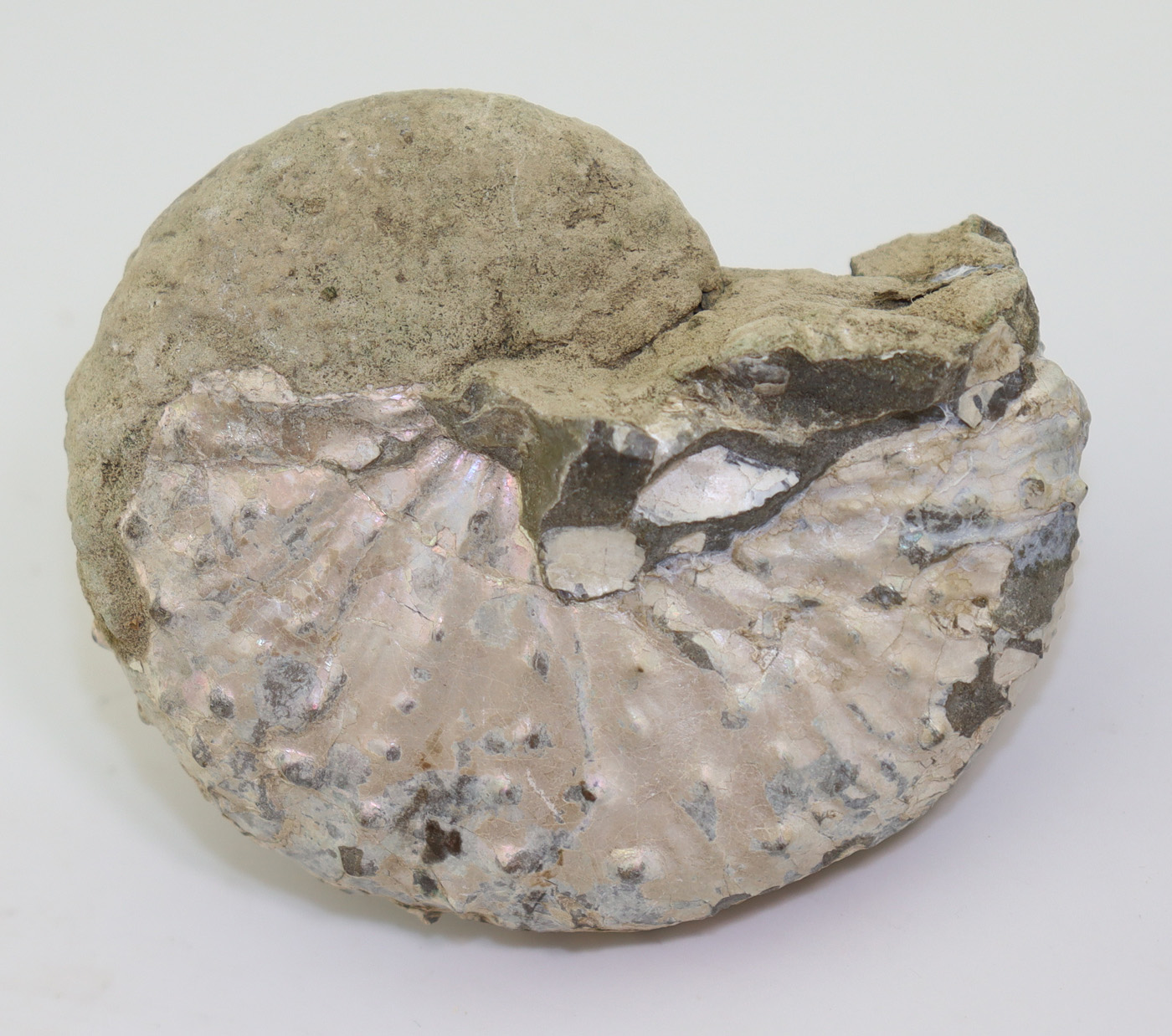 Discoscaphites nebrascensis (OWEN) – Bild 3