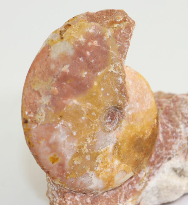 Flexoptychites flexuosus (MOJSISOVICS) – Bild 4