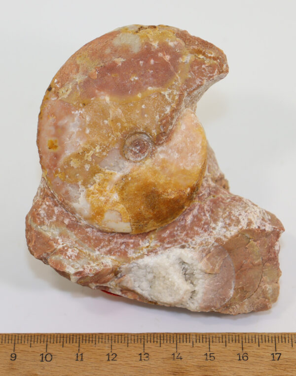 Flexoptychites flexuosus (MOJSISOVICS) – Bild 5