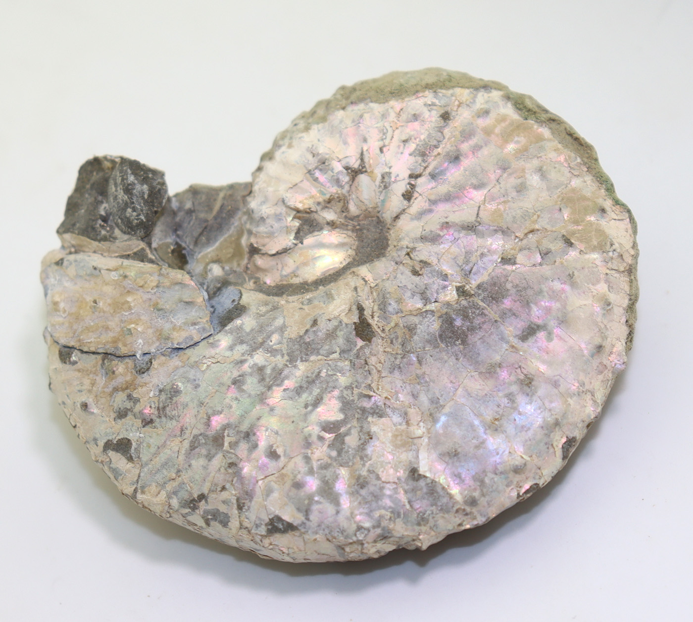 Discoscaphites nebrascensis (OWEN) – Bild 5