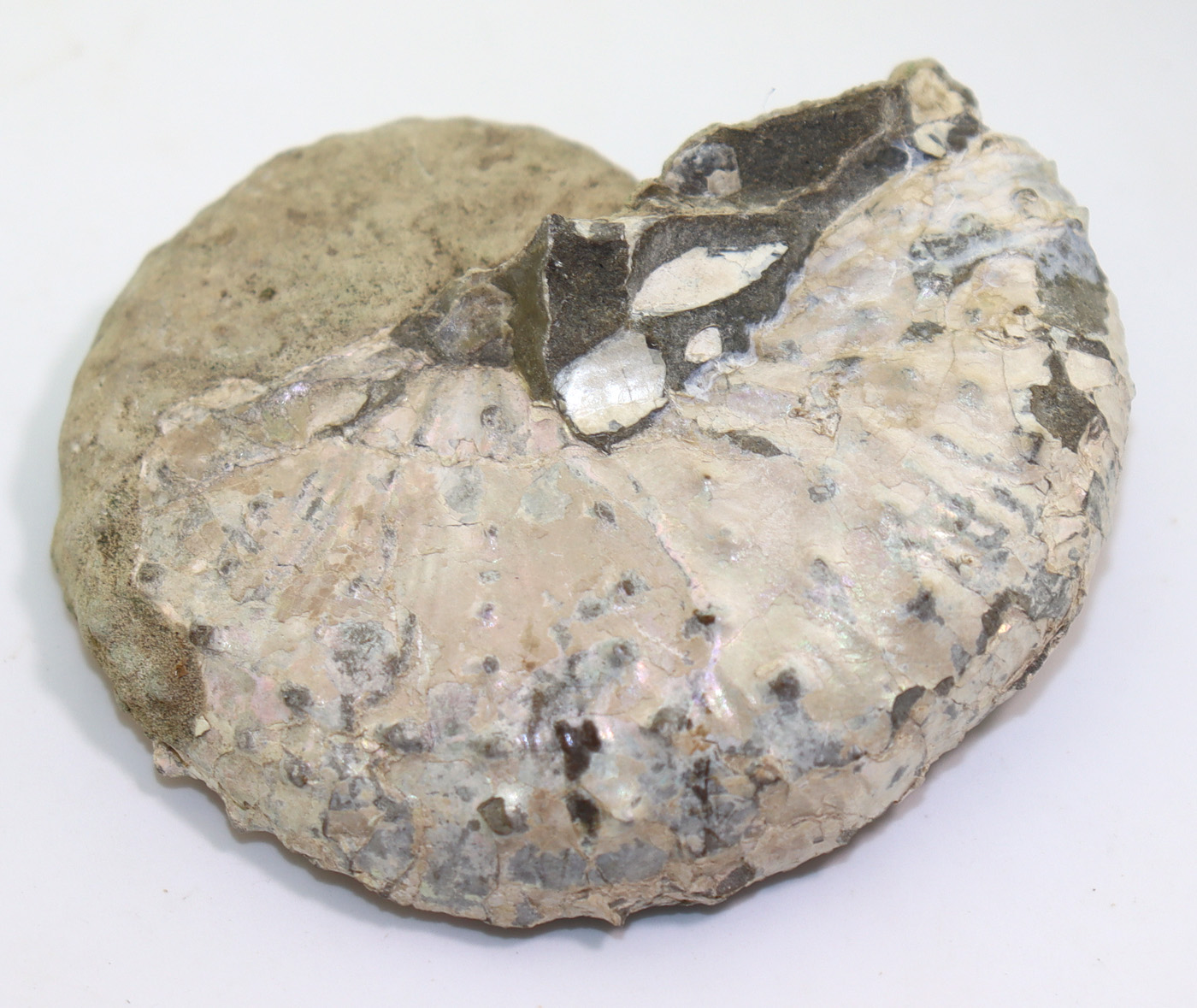 Discoscaphites nebrascensis (OWEN) – Bild 6
