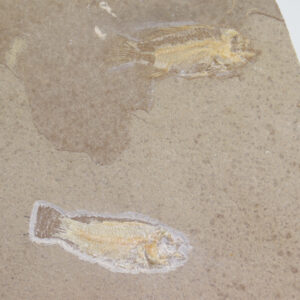 Paleochromis rousseleti (SAUVAGE)