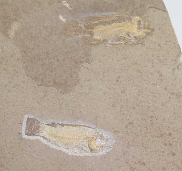 Paleochromis rousseleti (SAUVAGE)