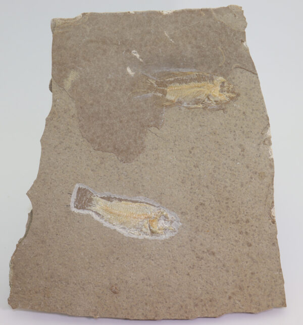 Paleochromis rousseleti (SAUVAGE) – Bild 2