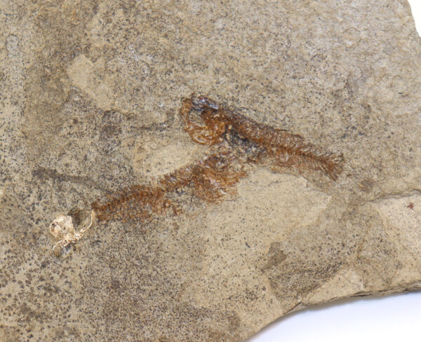 Fam. Cyprinodontiformes (BERG)