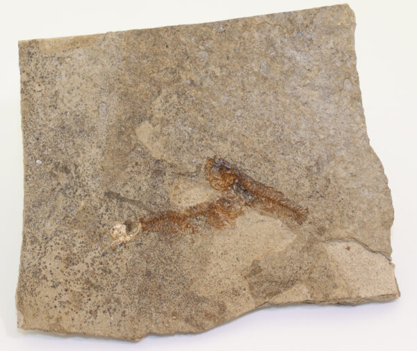 Fam. Cyprinodontiformes (BERG) – Bild 2