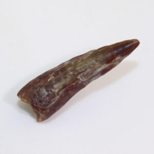 Suchomimus tenerensis (SERENO)