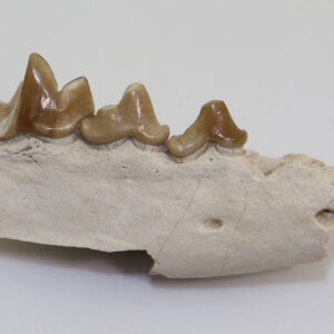 Daphoenus vetus (LEIDY)