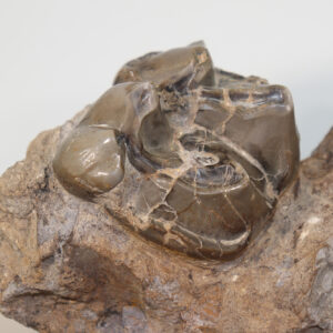 Lophiodon lautricense (NOULET)