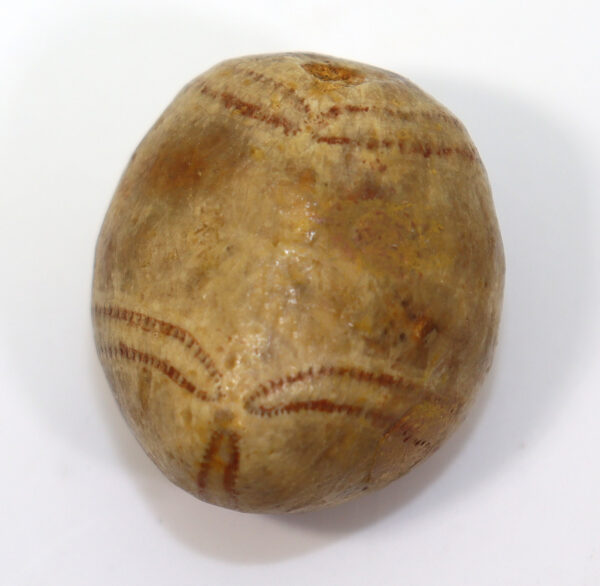 Metaporinus sarthacensis (COTTEAU)