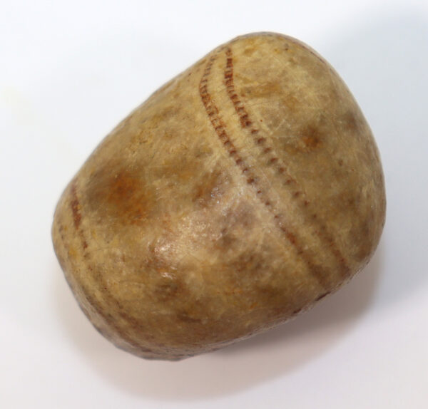 Metaporinus sarthacensis (COTTEAU) – Bild 3