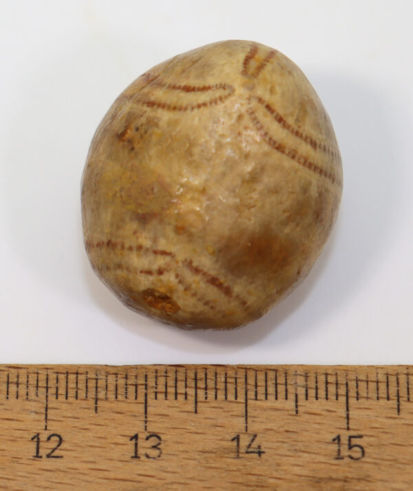 Metaporinus sarthacensis (COTTEAU) – Bild 7