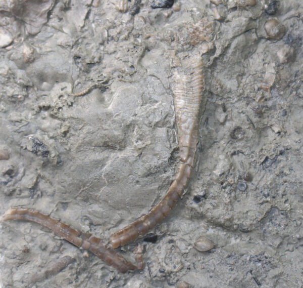 Syringocrinus paradoxicus (BILLINGS) – Bild 4