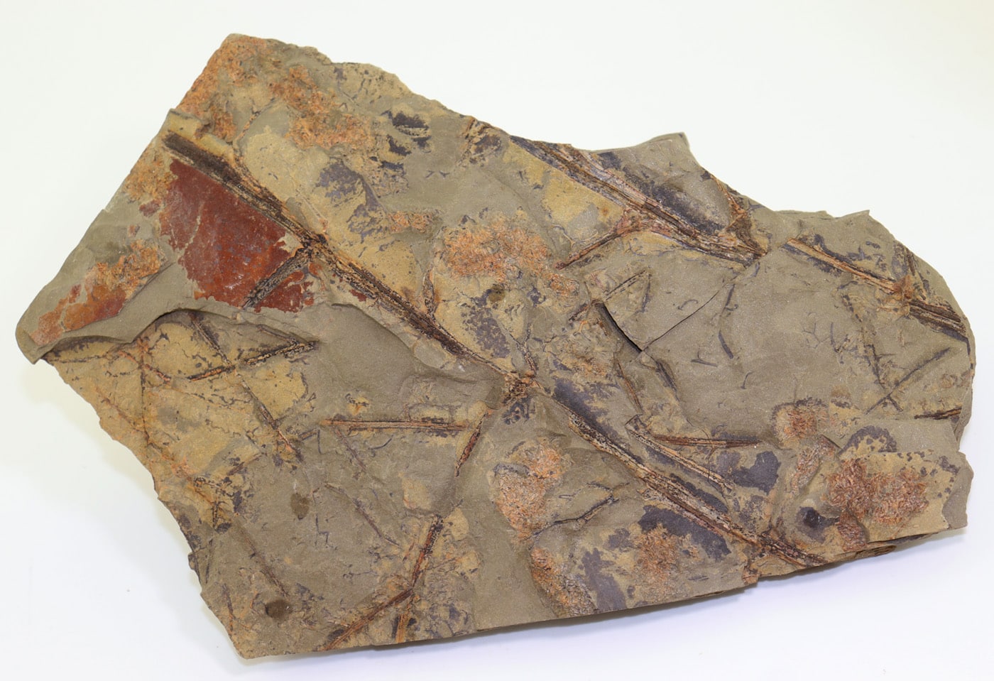 Moresnetia zalesskyi (STOCKMANS) – Bild 5